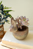 Rustic Terracotta Rabbit Planter