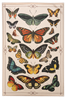 Load image into Gallery viewer, Butterfly Tea Towel