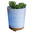 Load image into Gallery viewer, Airome Potted Succulent